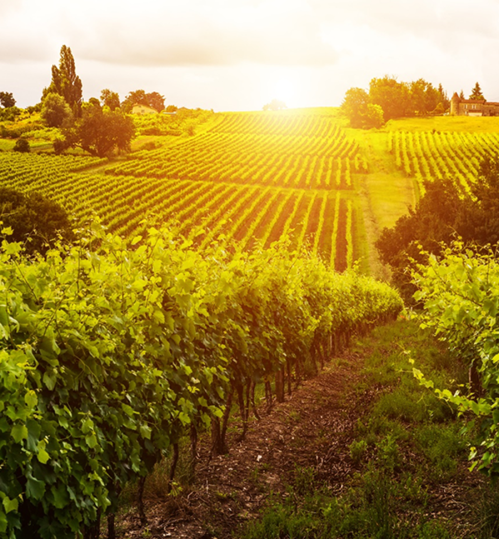 Vineyard in the evening light